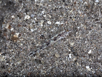 Sand goby