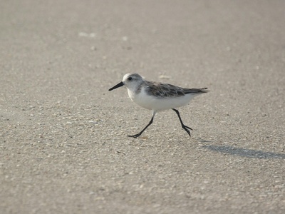 Sanderling
