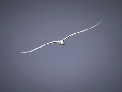 Sandwich Tern