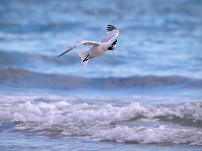Sandwich tern
