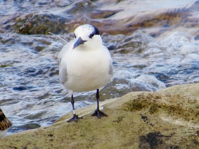 Sandwich Tern