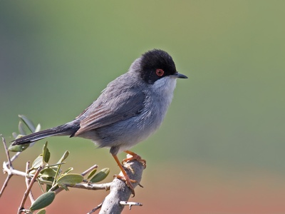 Sardinian Warbler