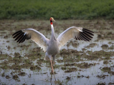 Sarus Crane