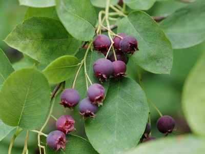 Saskatoon berry