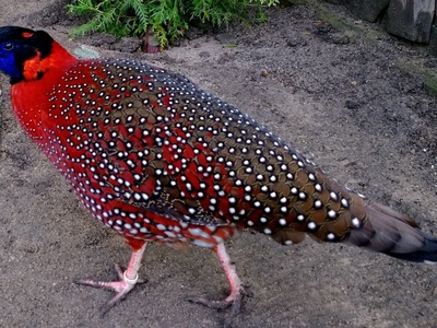 Satyr tragopan