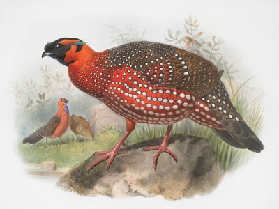 Satyr Tragopan