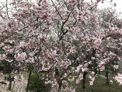 Saucer Magnolia