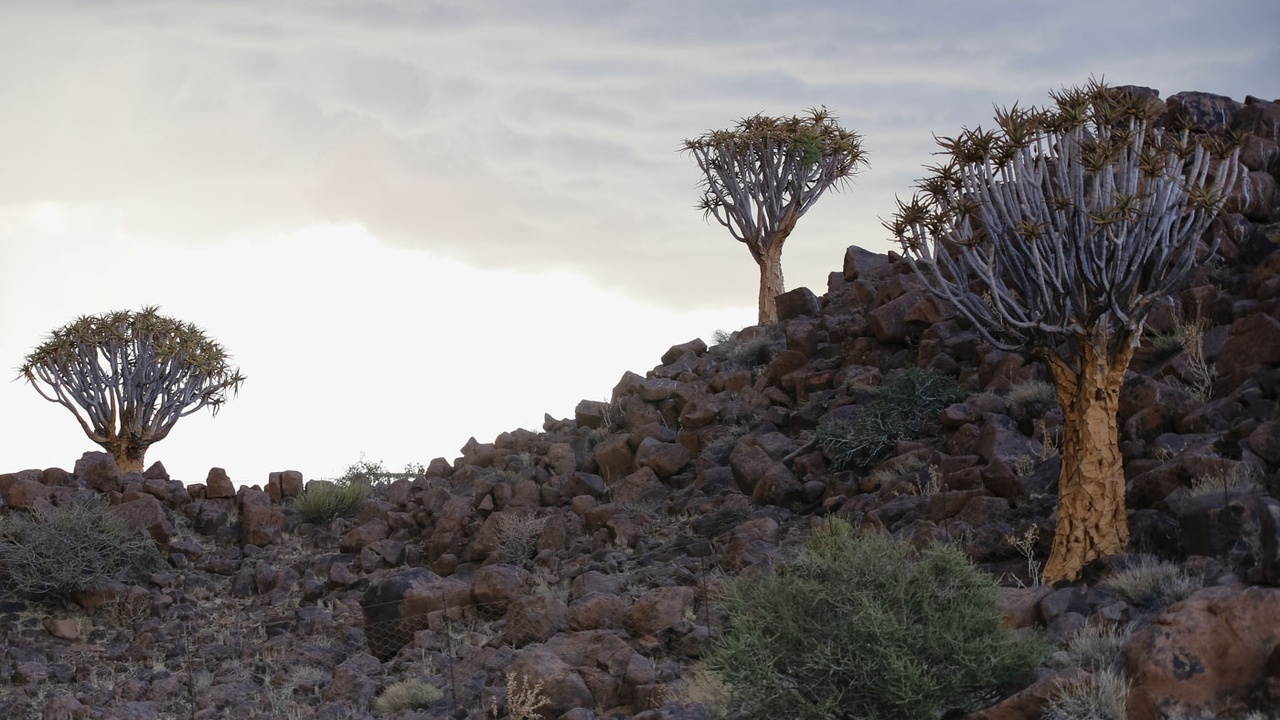 Quiver tree, baobab and marula in savanna landscape