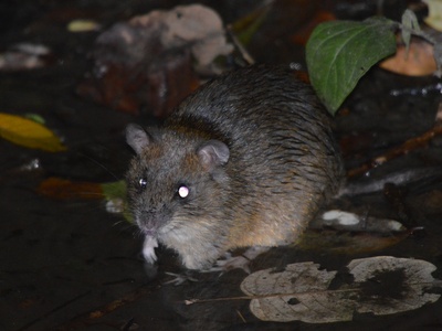 Scaly-footed water rat