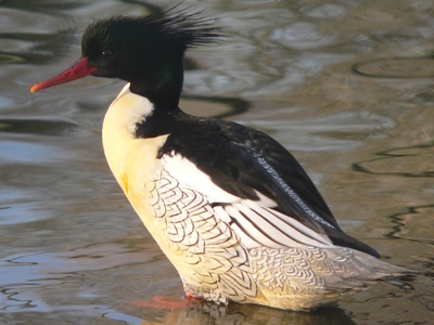Scaly-sided Merganser