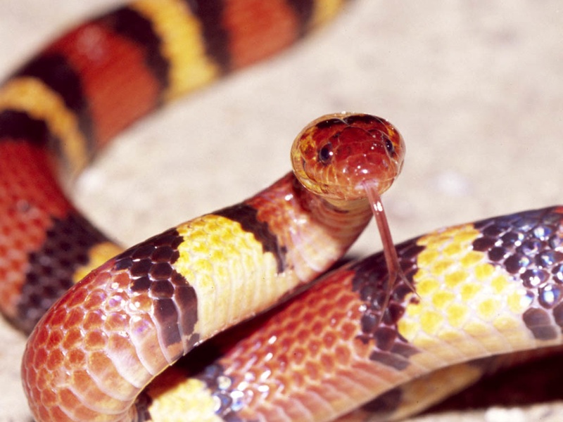 List of Orange Snakes - Flora Fauna Fun
