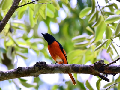 Scarlet Minivet