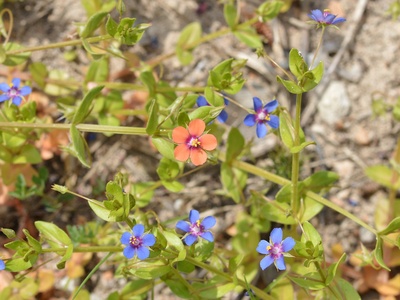 Scarlet pimpernel