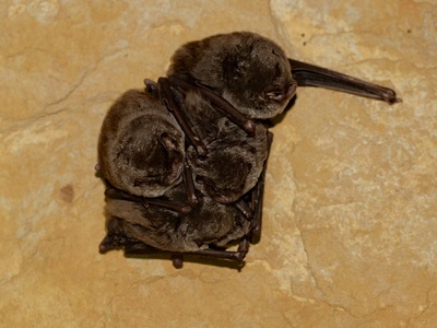 Schreibers' bat (common bent-wing)