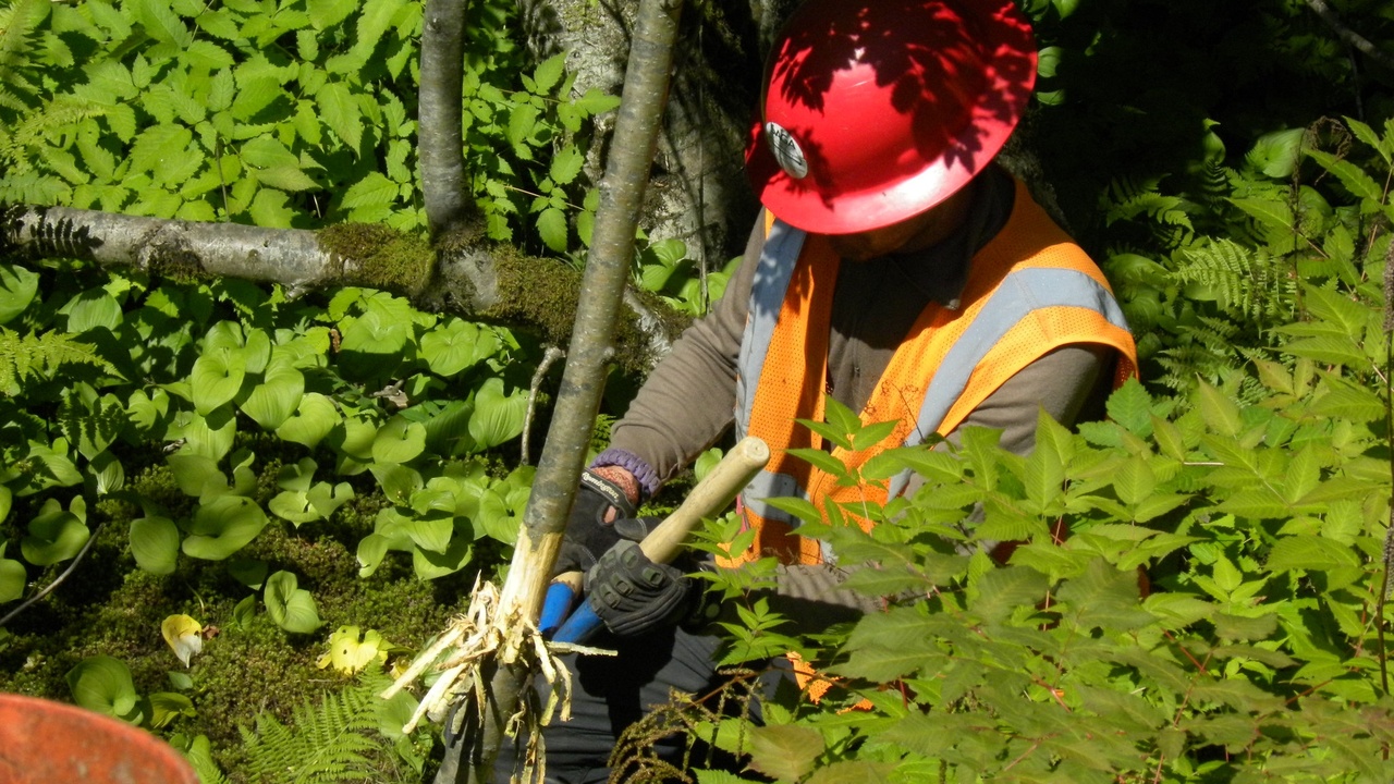 Scientists releasing captive-bred birds during a reintroduction program