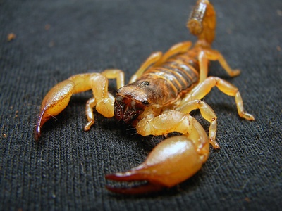 Scorpion