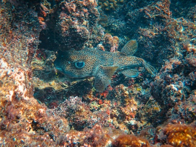 Scorpionfish (general)