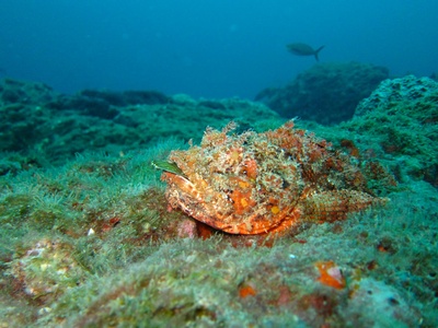 Scorpionfish (reef scorpionfish)