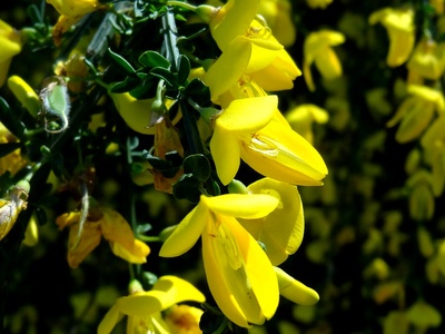 Scotch broom