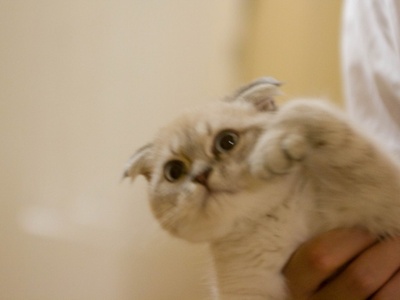 Scottish Fold