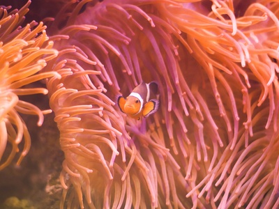 Sea anemone (stinging species)