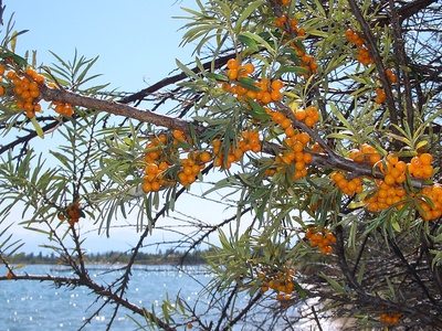 Sea buckthorn