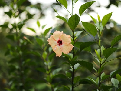 Sea hibiscus