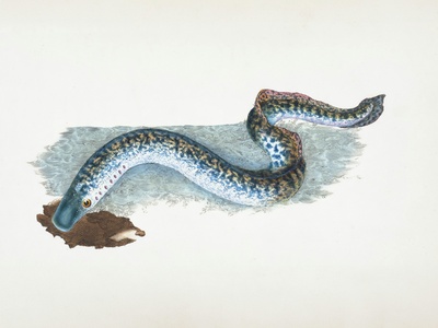 Sea lamprey
