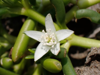 Sea purslane