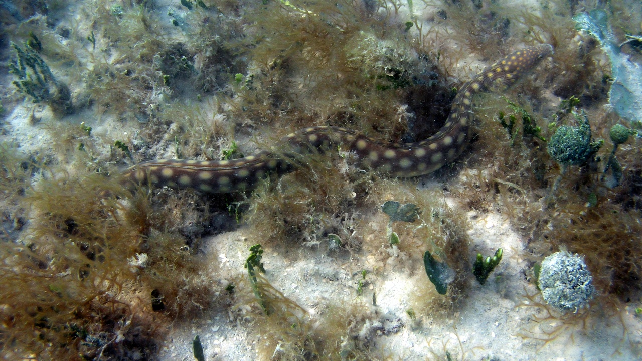Yellow-bellied sea snake in coastal waters