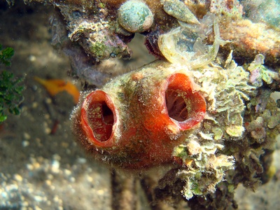 Sea squirts (invasive tunicates)