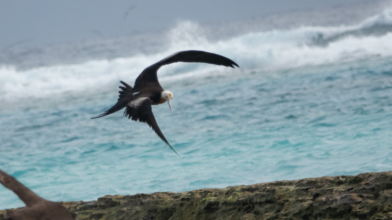 Seabird colony with frigatebirds and terns on a Marshall Islands islet