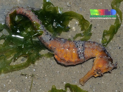 Seahorse (estuarine)