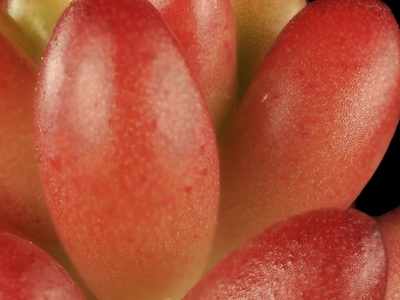 Sedum (Pork and Beans)