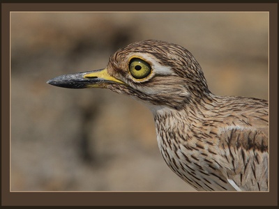 Senegal Thick-knee
