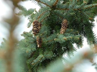 Serbian spruce dwarf forms