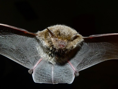 Serotine Bat