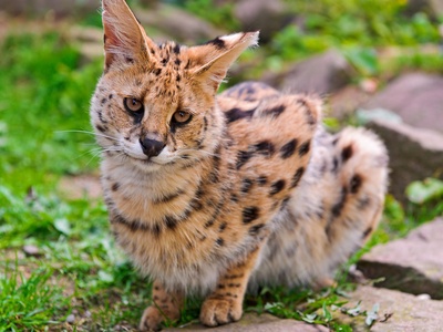 Serval