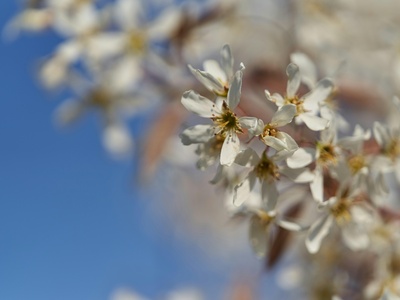 Serviceberry / Juneberry