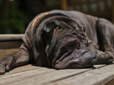 Shar-Pei