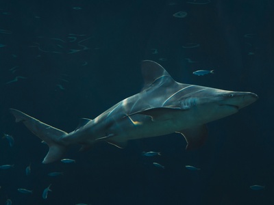 Sharks (occasional species)