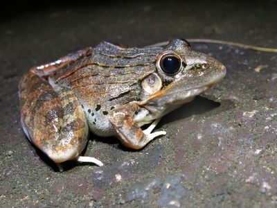 Sharp-nosed Grass Frog