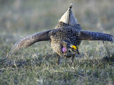 Sharp-tailed grouse