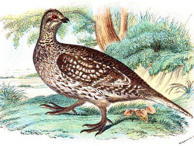 Sharp-tailed Grouse