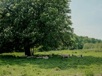 Shepherd's tree