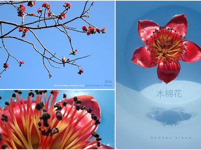 Shimul (Silk-cotton)