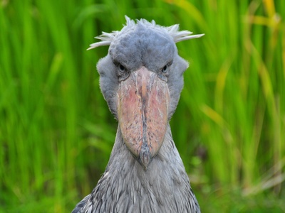 Shoebill