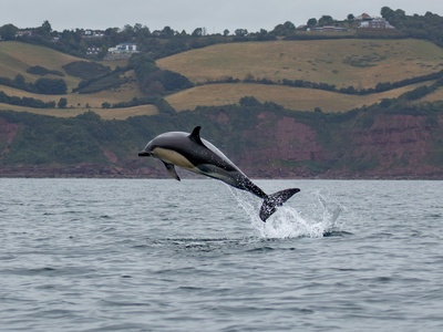 Short-beaked common dolphin
