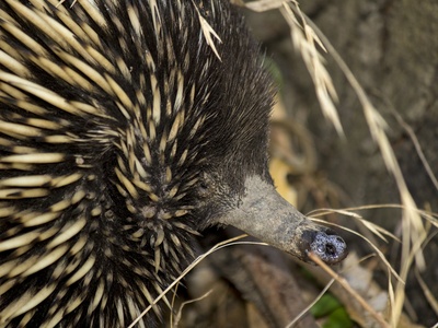 Short-beaked echidna