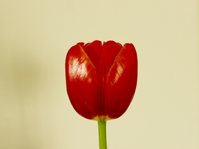 Siam tulip